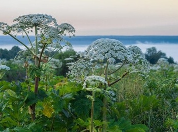 СТОП Борщевик!